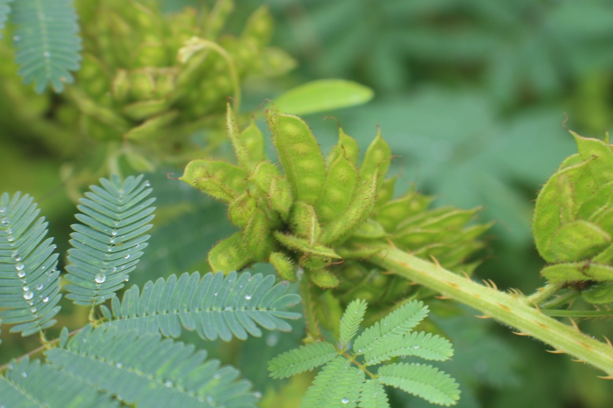 Mimosa diplotricha C.Wright